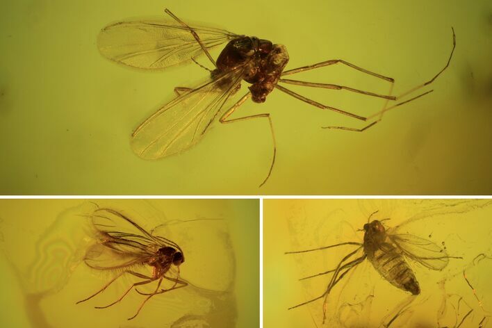 Five Fossil Flies (Diptera) In Baltic Amber #90774